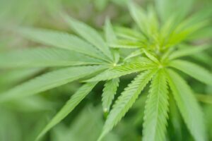 cannabis stocks ASX:ROO