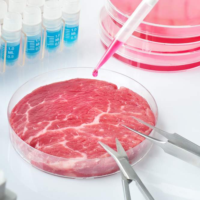 What Comes Next, for What We Eat 3DPrinted and Lab Grown Meat Fat
