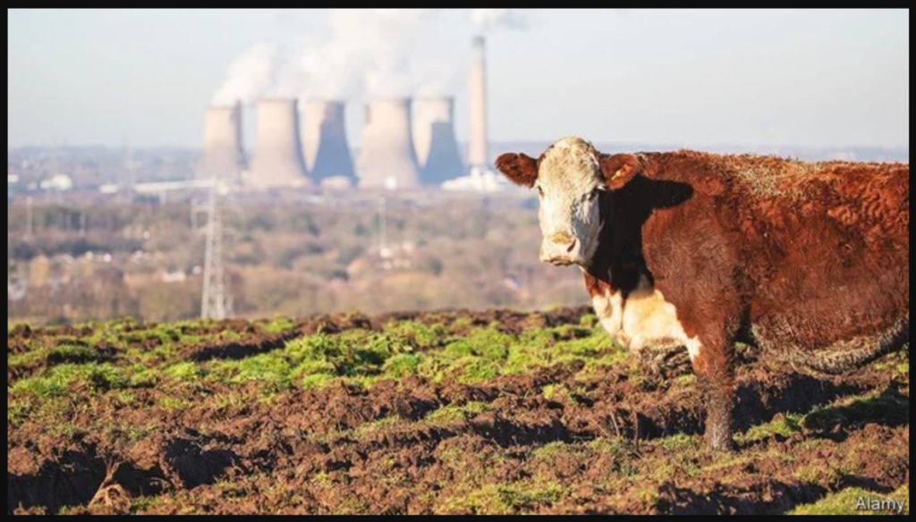 cow and greenhouse gasses realationship