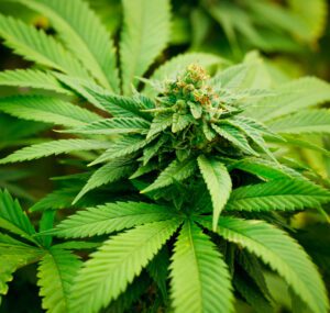The ‘Green Rush’ Is about to Begin in Europe