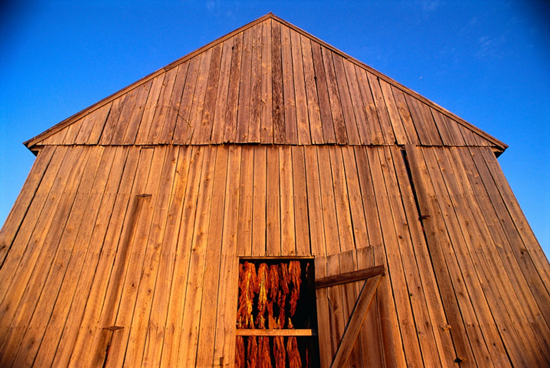 Fat Tail Investment Research